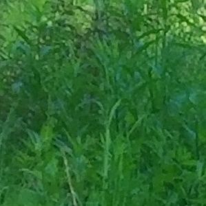 Meet your Posher, Kallie